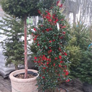 Ilex meserveae 'Heckenfee' - Kék magyal