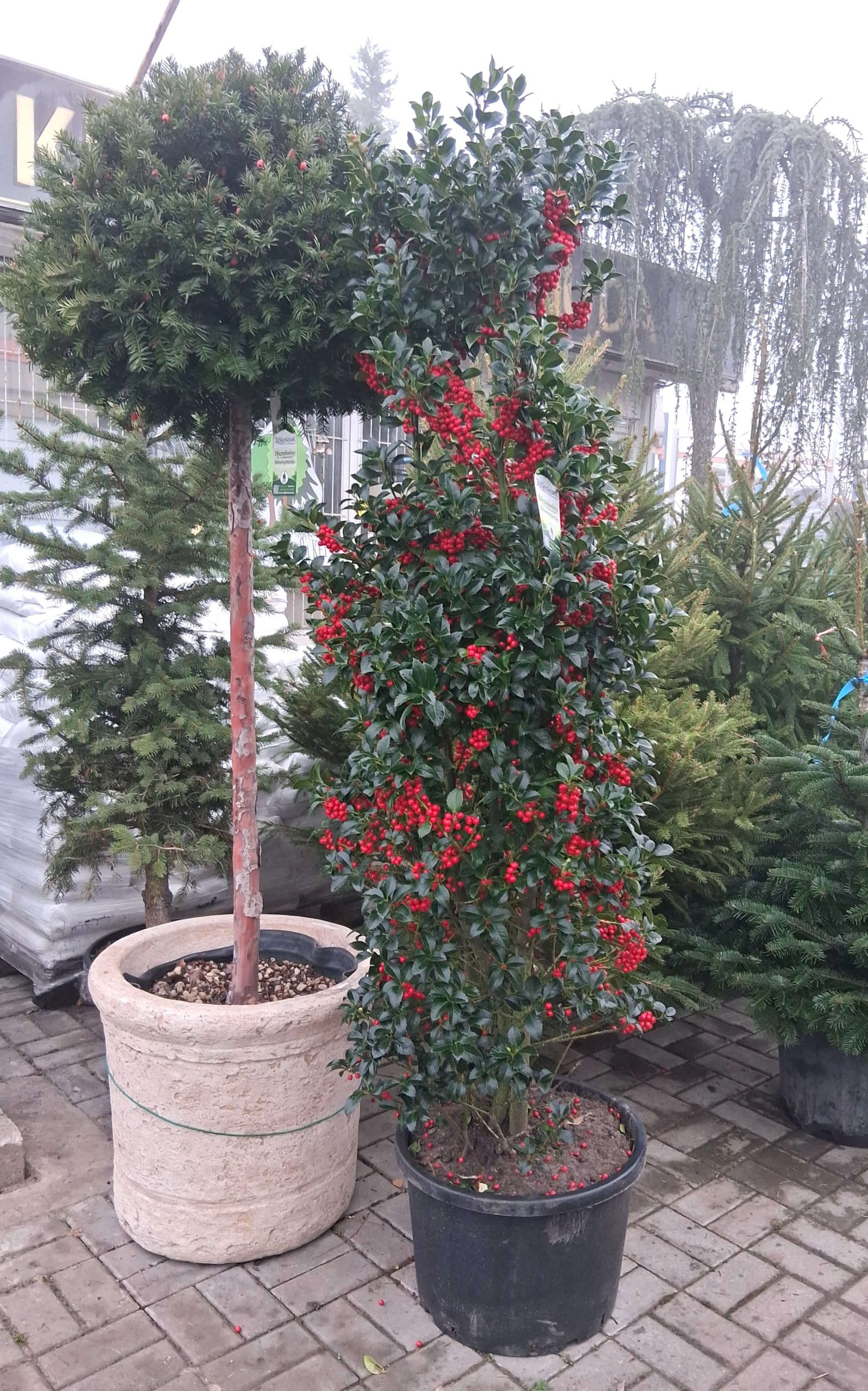 Ilex meserveae 'Heckenfee' - Kék magyal