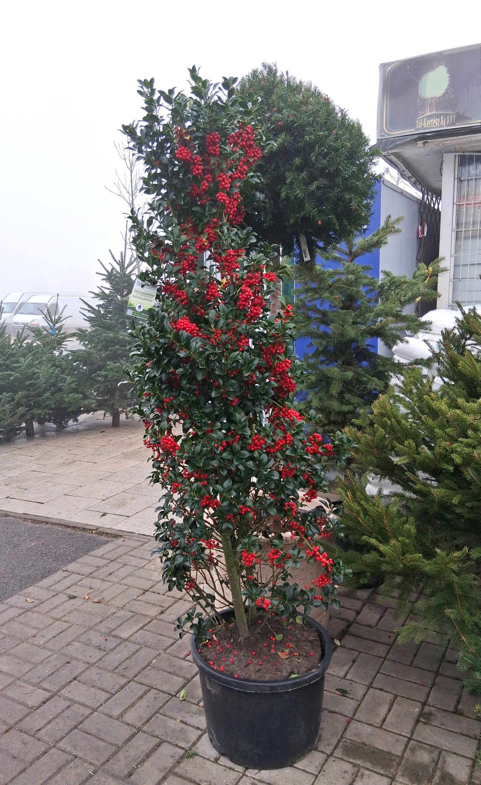 Ilex meserveae 'Heckenfee' - Kék magyal - Image 3