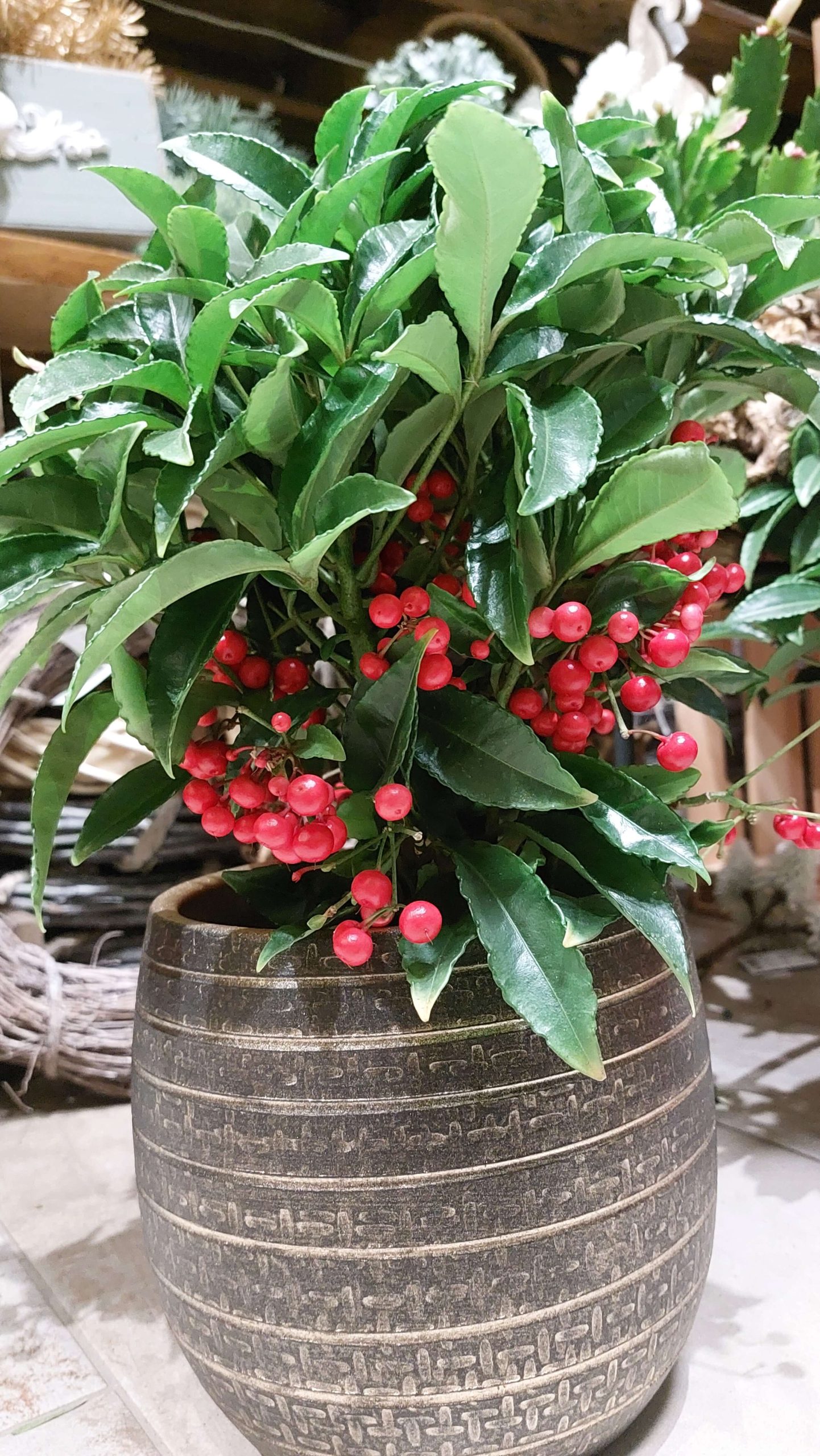 Ardisia crenata / Csipkés csúcsvirág - Image 2