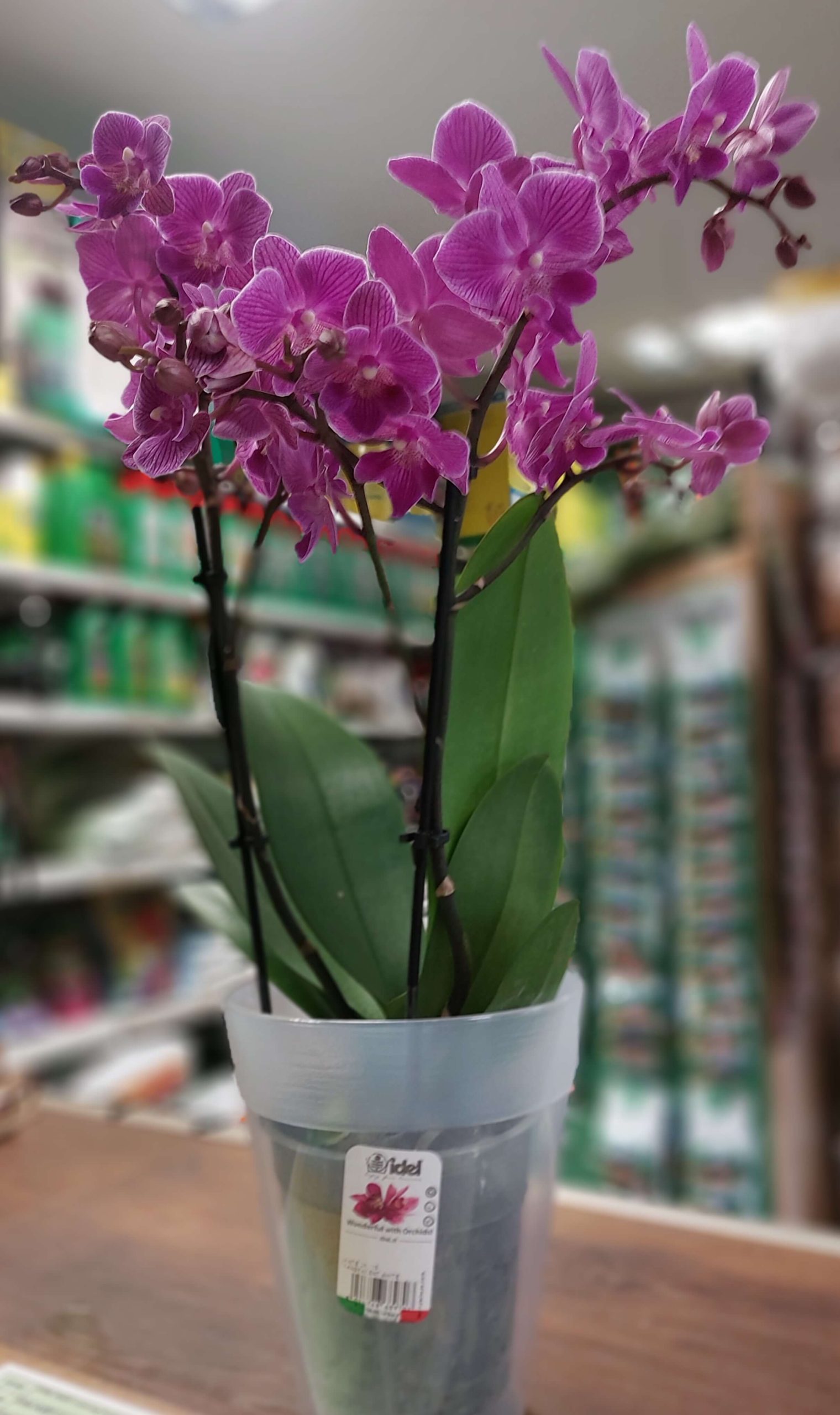 Sokvirágú orchidea (Phalaenopsis multiflora) - Image 2