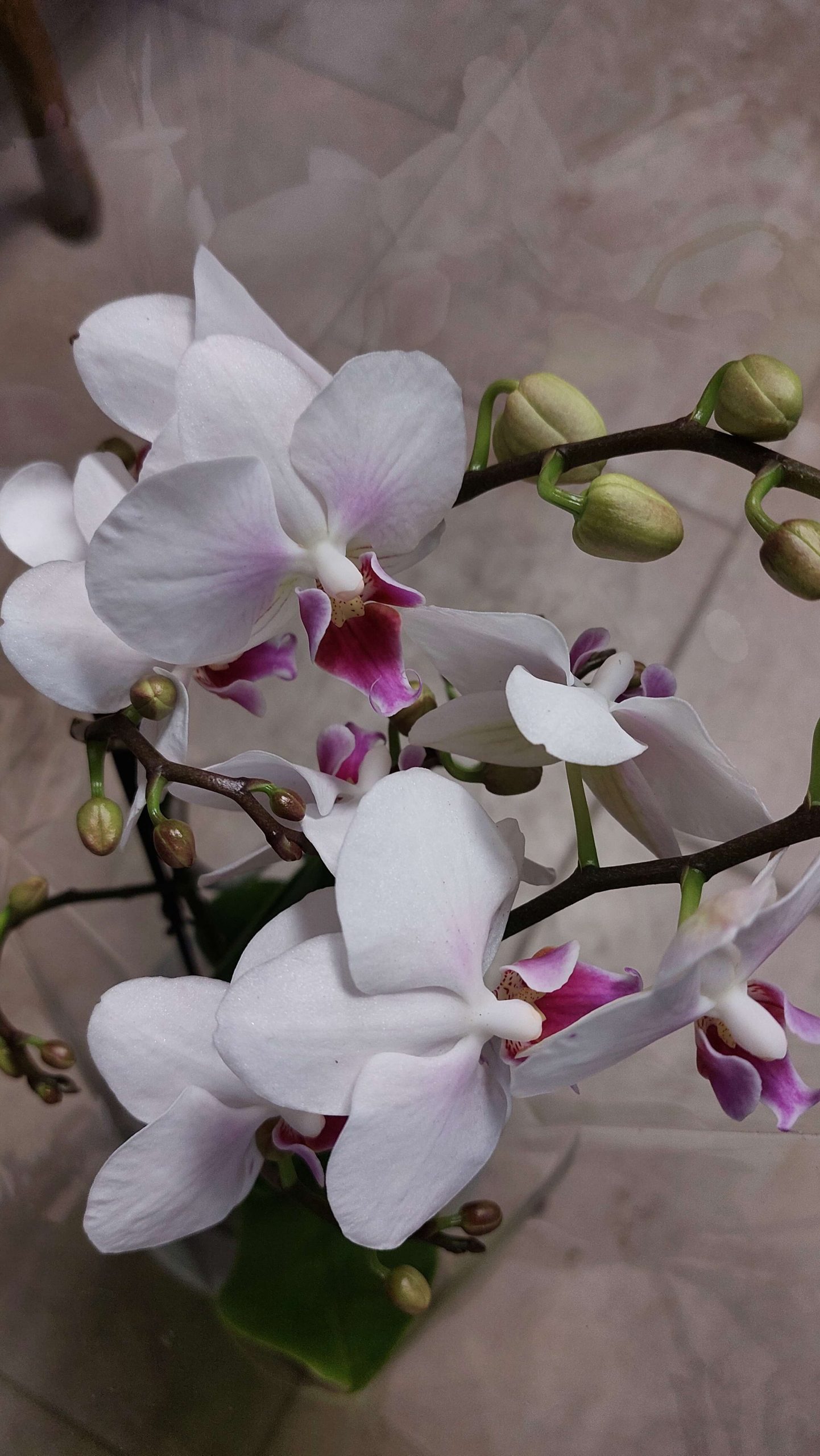 Sokvirágú orchidea (Phalaenopsis multiflora) - Image 3