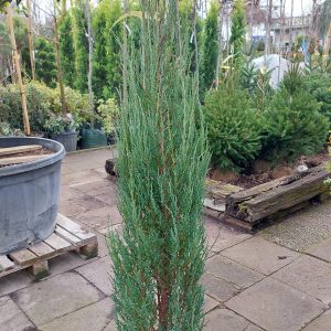 Juniperus scpoplorum Blue Arrow/Kék oszlopos oregoni boróka