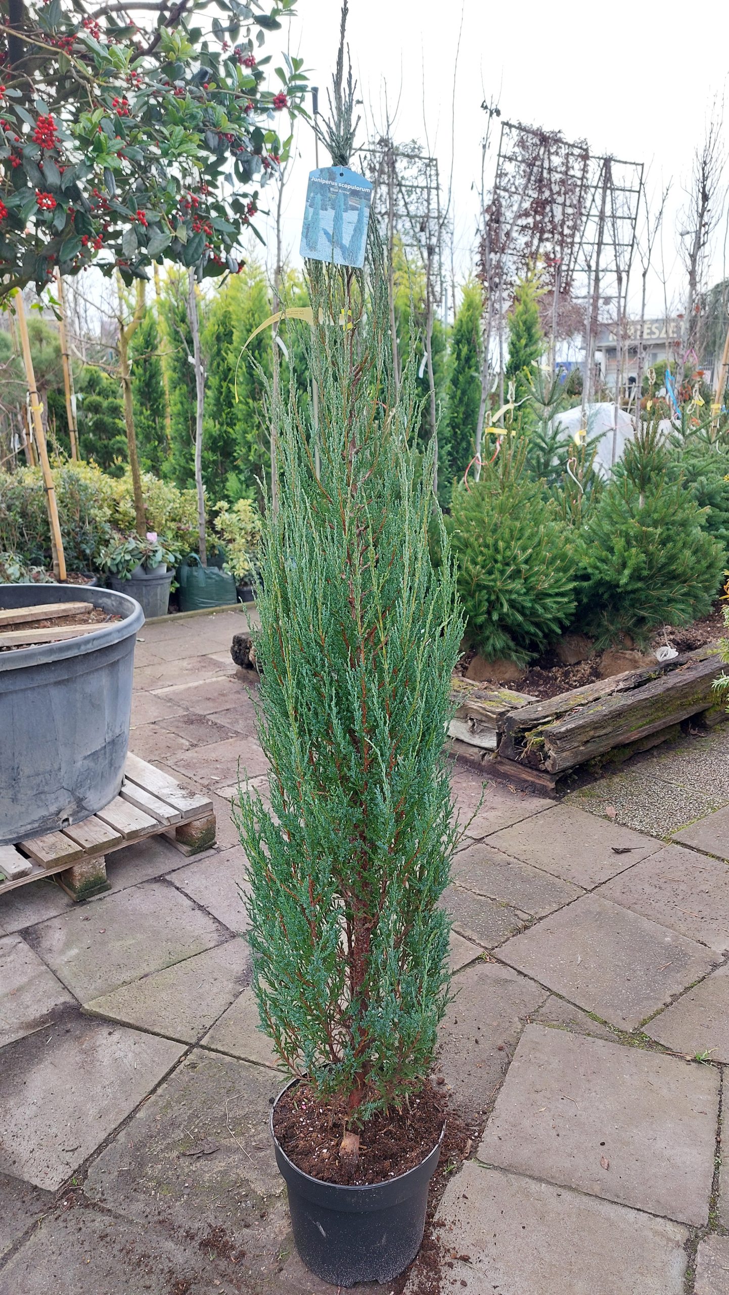 Juniperus scpoplorum Blue Arrow/Kék oszlopos oregoni boróka