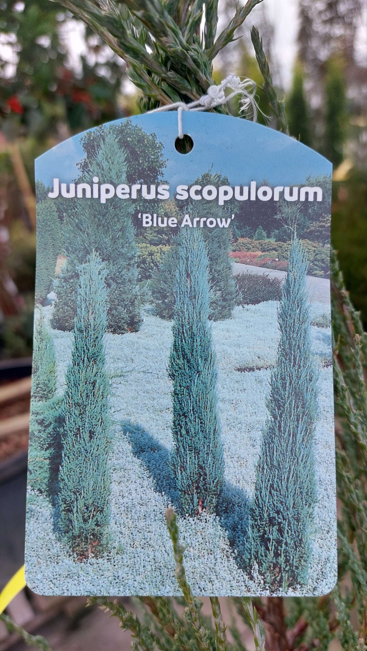 Juniperus scpoplorum Blue Arrow/Kék oszlopos oregoni boróka - Image 2