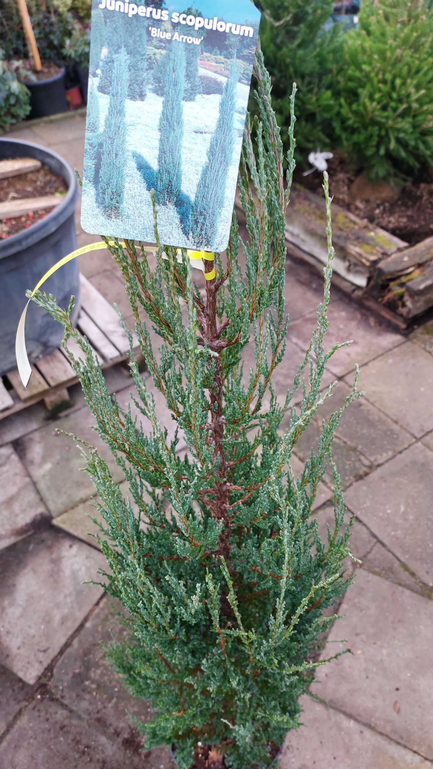 Juniperus scpoplorum Blue Arrow/Kék oszlopos oregoni boróka - Image 3