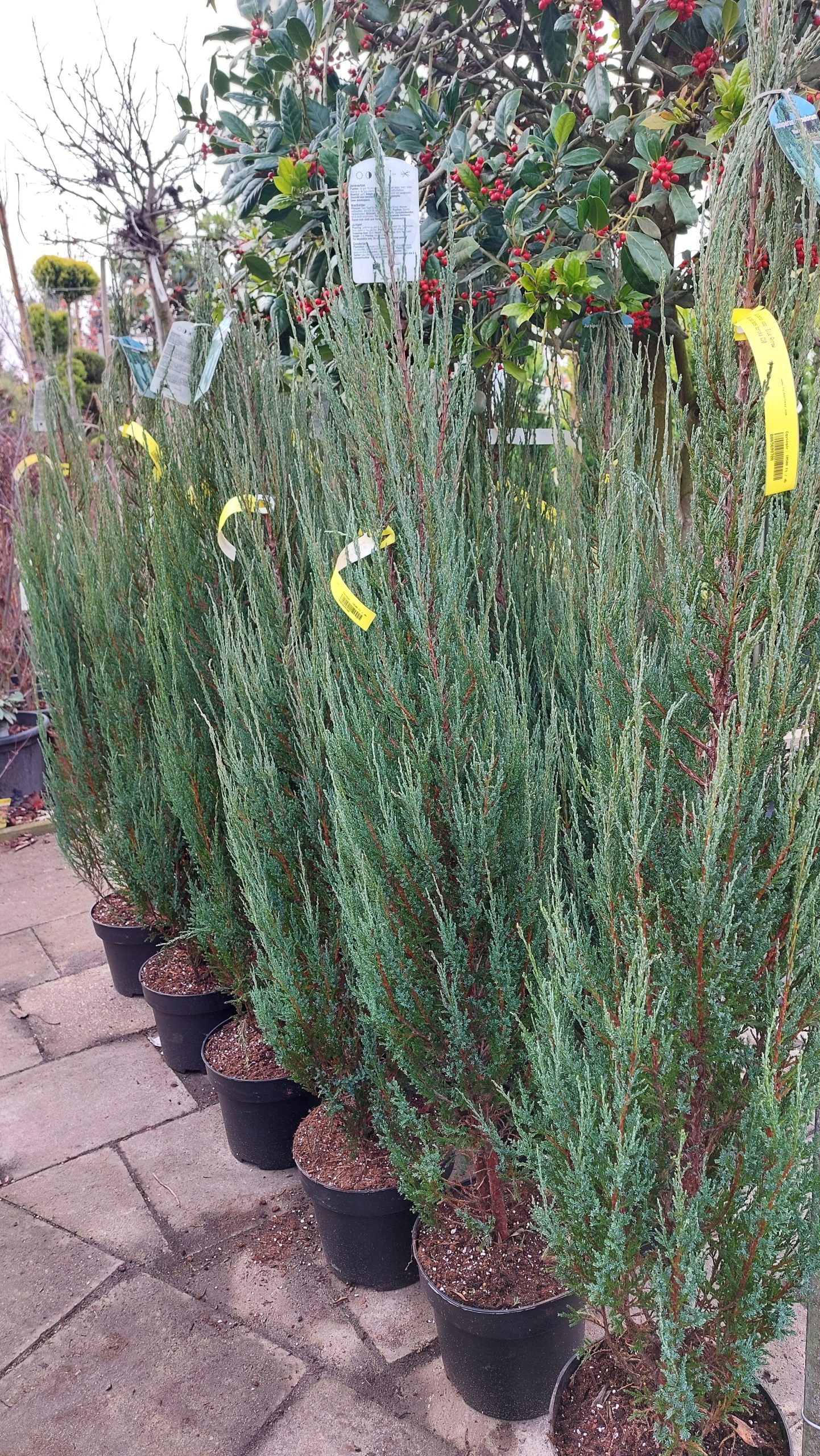 Juniperus scpoplorum Blue Arrow/Kék oszlopos oregoni boróka - Image 4