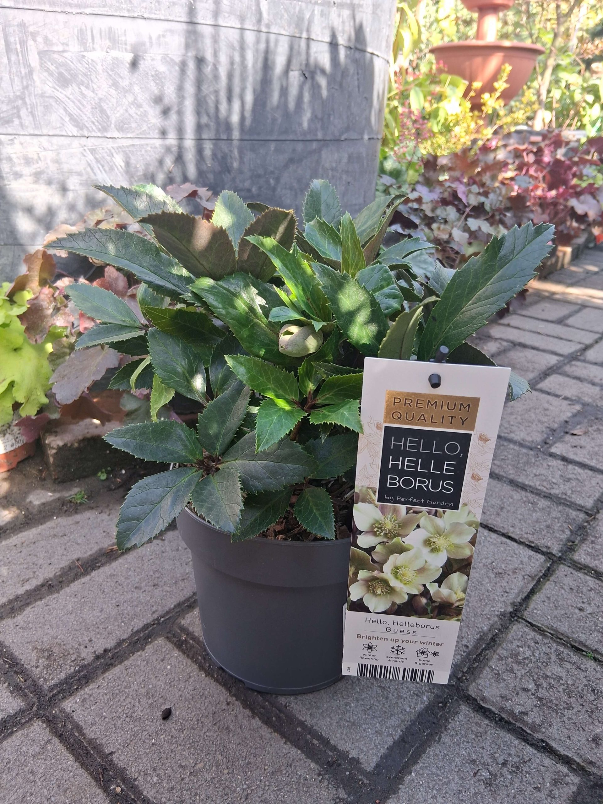 Helleborus Guess - Hunyor - Image 2