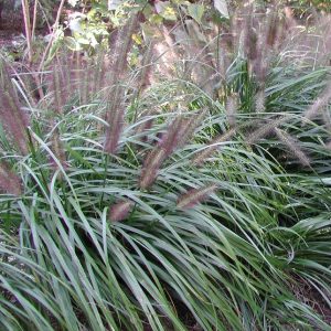 Pennisetum alopecuroides ‘Moudry’ – Évelő tollborzfű