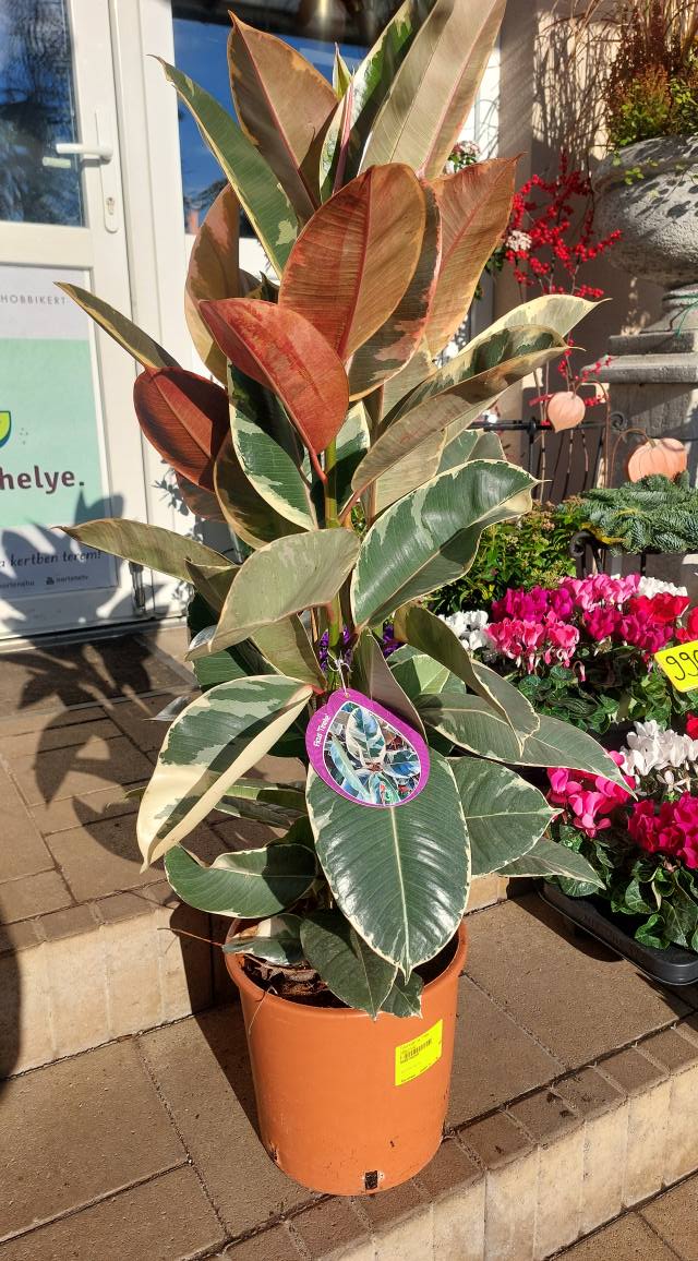 Ficus elastica ‘Tineke’ - Tarka levelű fikusz - Image 2