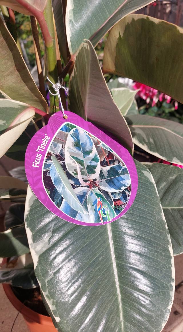 Ficus elastica ‘Tineke’ - Tarka levelű fikusz - Image 3