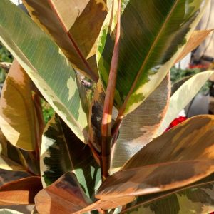 Ficus elastica ‘Tineke’ - Tarka levelű fikusz