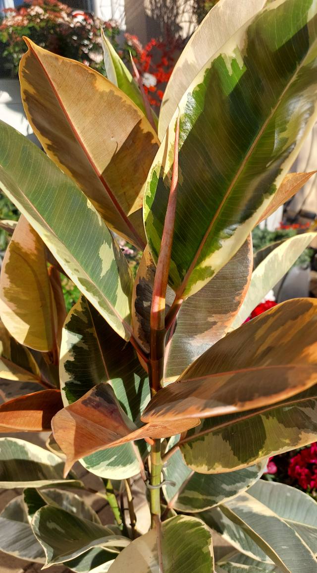Ficus elastica ‘Tineke’ - Tarka levelű fikusz