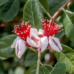 Acca sellowiana (Feijoa sellowiana) – Mirtuszdió