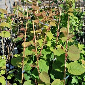 Actinidia chinensis 'Tomuri' – Porzós kivi