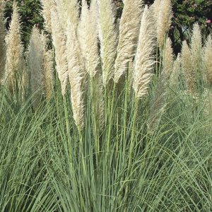 Cortaderia selloana ‘Pumila’ – Törpe pampafű