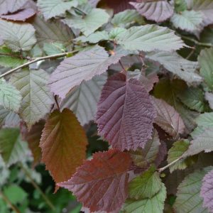 Corylus avellana ‘Fuscorubra’ - Vérmogyoró