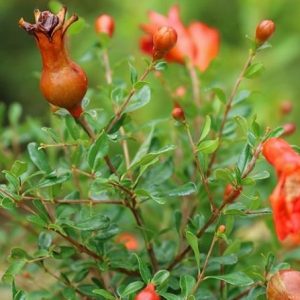 Punica granatum 'Nana Gracilis' - Törpe dísz-gránátalma