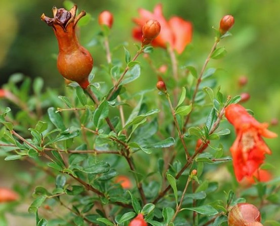 Punica granatum 'Nana Gracilis' - Törpe dísz-gránátalma