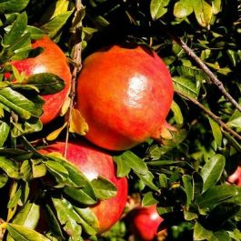 Punica granatum Iliana - Gránátalma