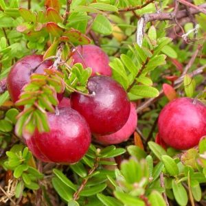 Vaccinium macrocarpon 'Early Black' – Tőzegáfonya