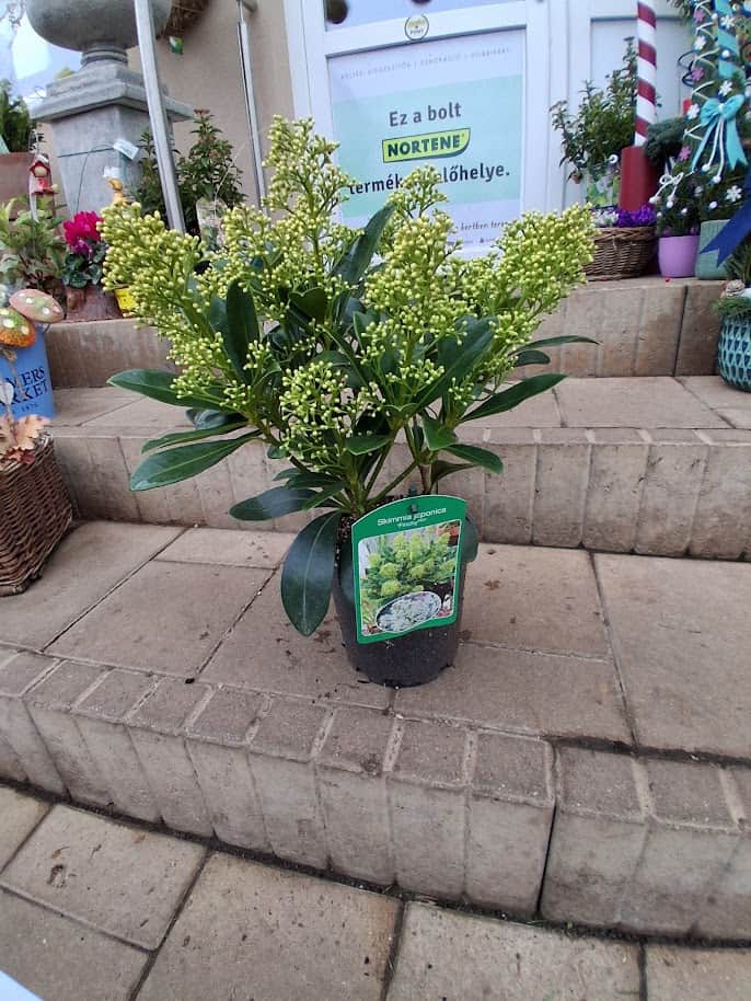 Skimmia japonica ‘Finchy' - Japán dérbabér