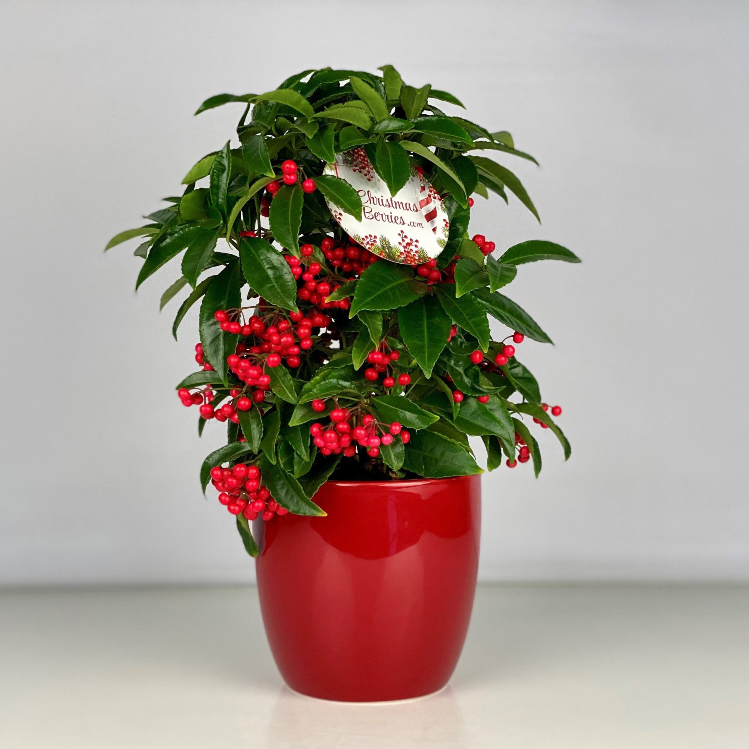 Ardisia crenata / Csipkés csúcsvirág