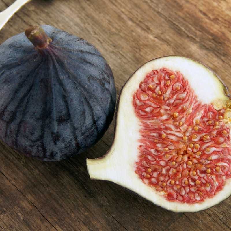 Ficus carica ‘Early Violet’ - Füge