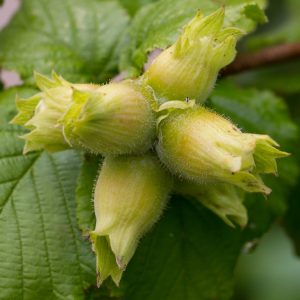 Corylus avellana ‘Tonda di Giffoni’