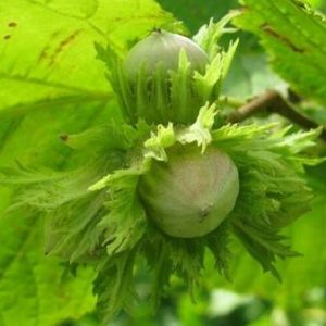 Corylus avellana ‘Tonda Romana’ - Mogyoró