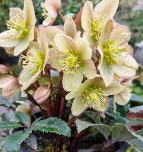 Helleborus Guess virágzó keleti hunyor krémszínű és rózsaszínes virágokkal
