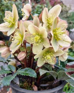 Helleborus Guess virágzó keleti hunyor krémszínű és rózsaszínes virágokkal