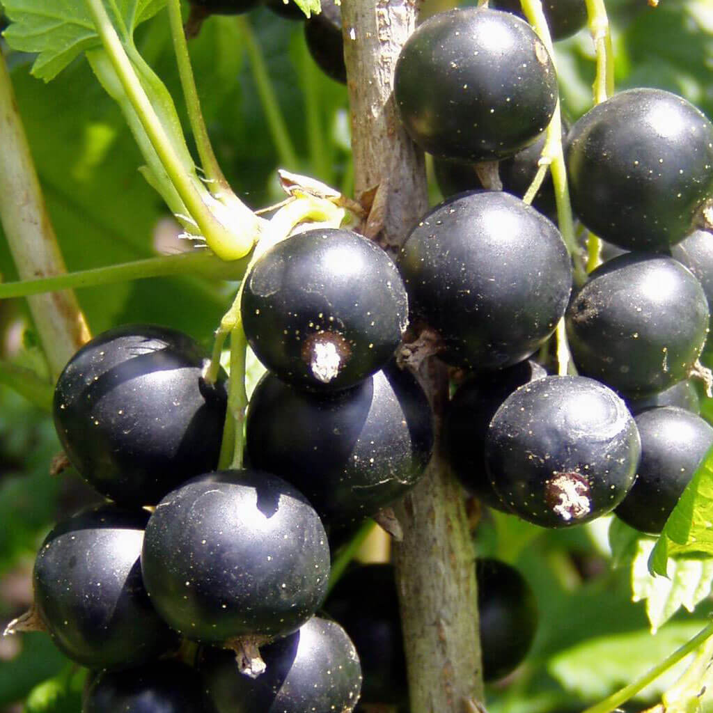Ribes nigrum ‘Aranka’ – Fekete ribizli