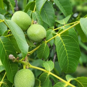 Juglans regia – Diófa