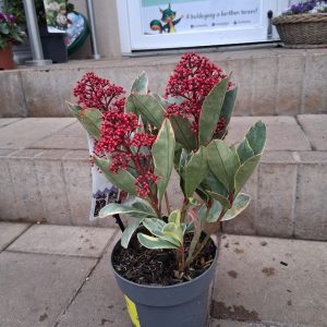 Skimmia japonica ‘Perosa’- Japán dérbabér
