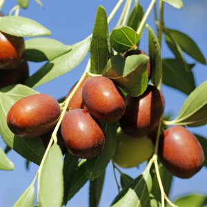 Ziziphus jujuba - Kínai datolya