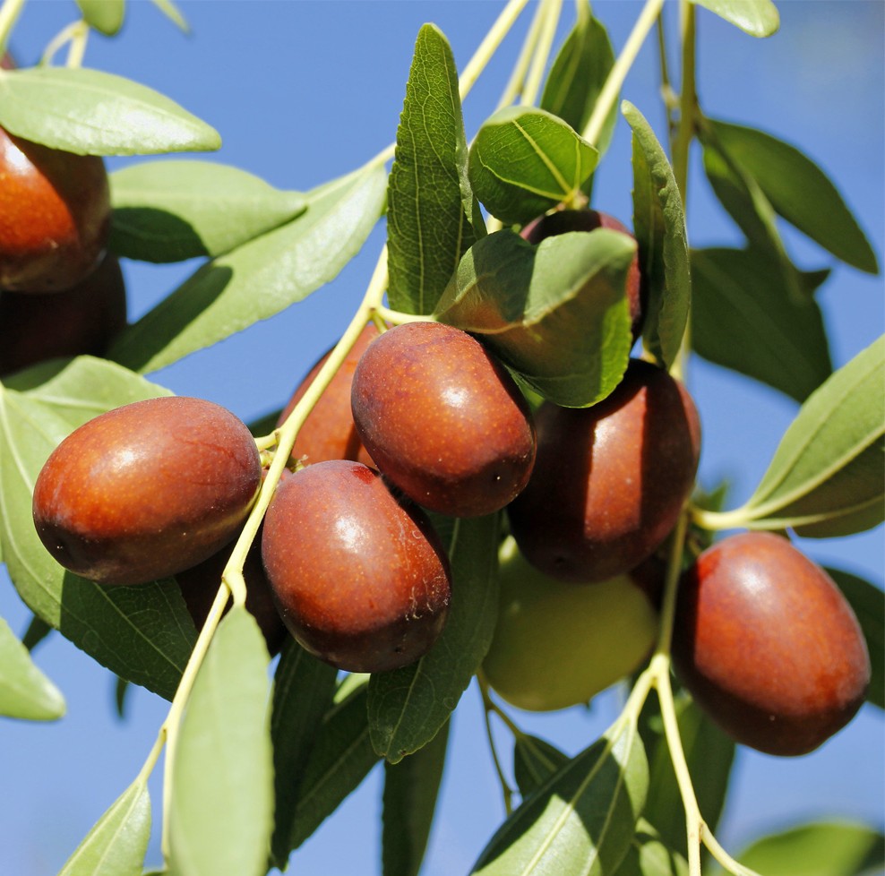 Ziziphus jujuba - Kínai datolya