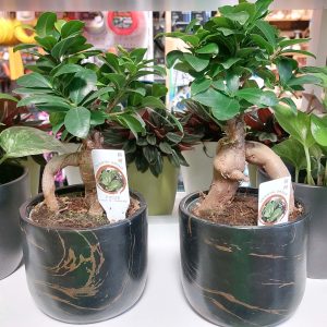 Ficus ginseng bonsai/Fikusz bonsai