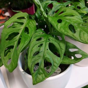Monstera lechleriana "Monkey Leaf"/Könnyezőpálma