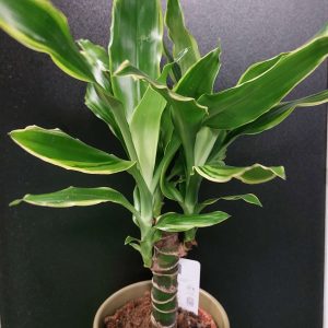 llatos dracéna - Dracaena fragrans