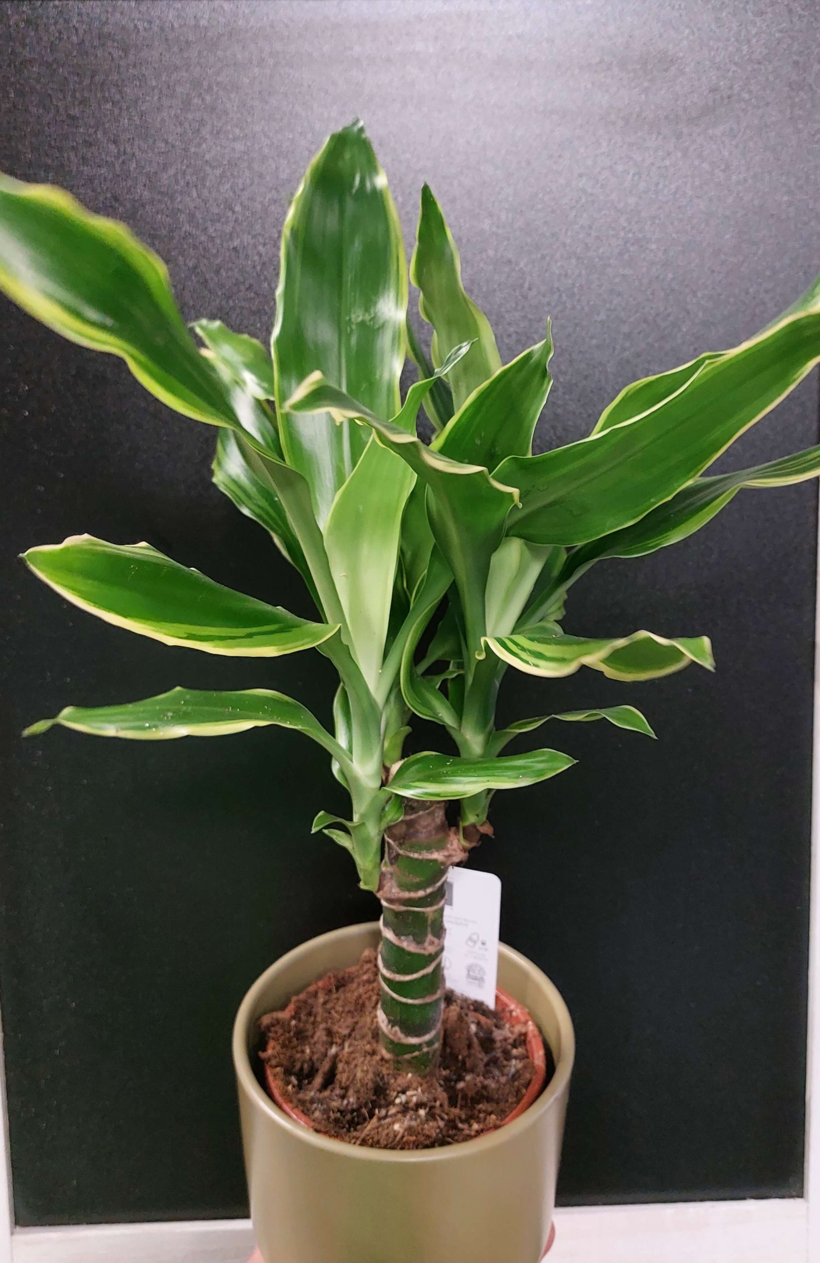 llatos dracéna - Dracaena fragrans