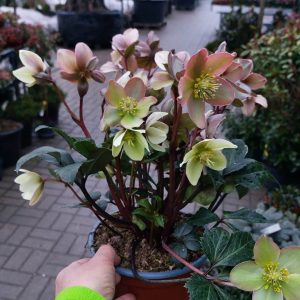Helleborus niger 'Christmas Carol' - Fekete hunyor