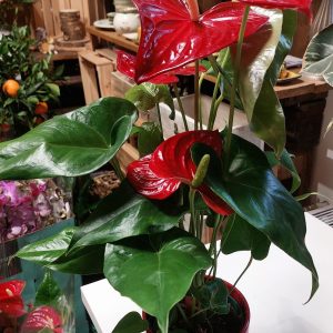 Anthurium/Flamingóvirág