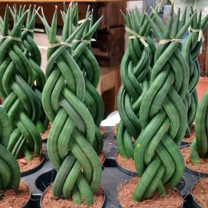 Sansevieria cylindrica/Fonott hengeres anyósnyelv