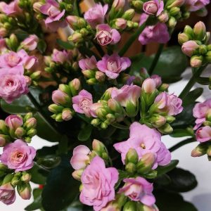 Korallvirág / Kalanchoe