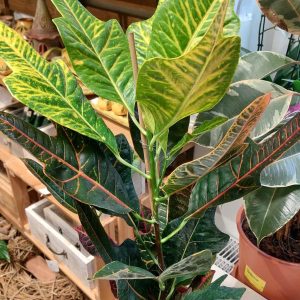 Kroton-csodacserje CODIAEUM VARIEGATUM