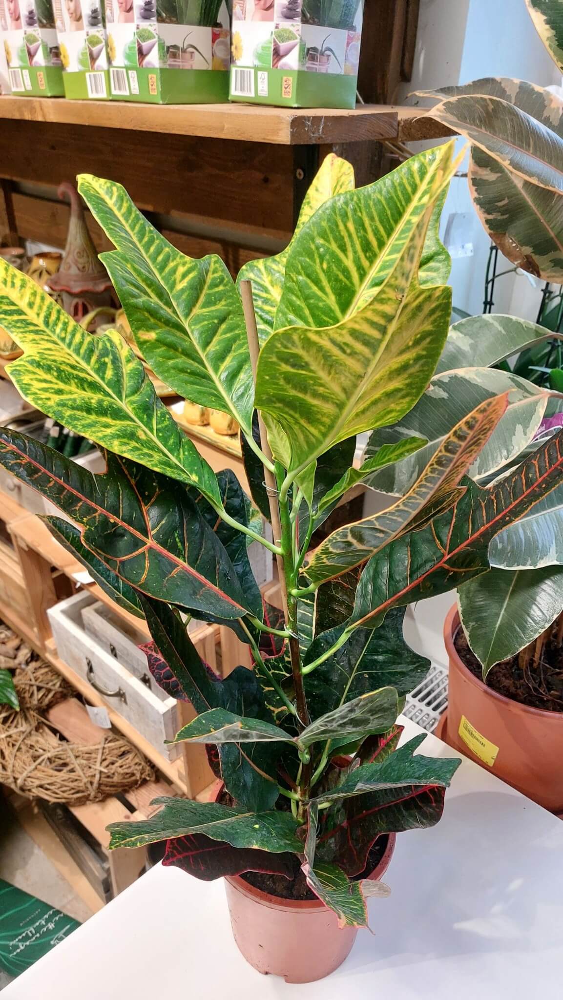 Kroton-csodacserje CODIAEUM VARIEGATUM