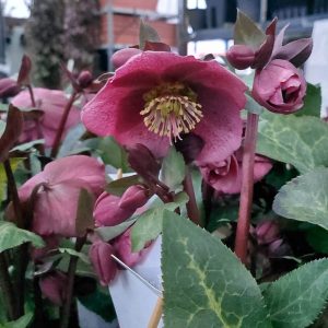Helleborus Charmer-Hunyor