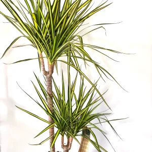 Dracéna / Sárkányfa 'Sunray'