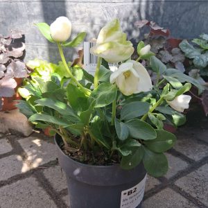 Helleborus niger 'Christmas Carol' - Fekete hunyor
